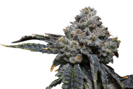 Cannabis Plant Top Bud Green Flower Closeup Medicinal Marijuanaの写真素材