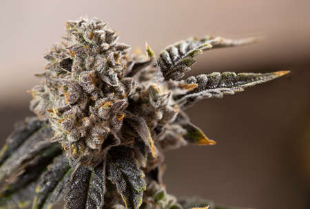 Nug Bud Marijuana Cannabis Concept Close Macro Detail Plant Trichome Red Hairs Green Leafの写真素材