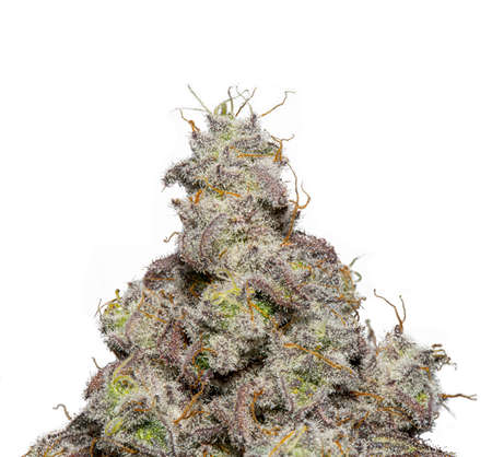 Macro Close Up Cannabis Marijuana Plant Trichomes Resin Glands Isolated White backgroundの写真素材