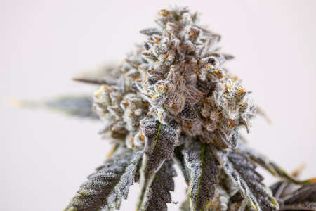 Closeup Chronic Marijuana Cannabis Indica Addictive Bud Crop Isolated Backgroundの写真素材