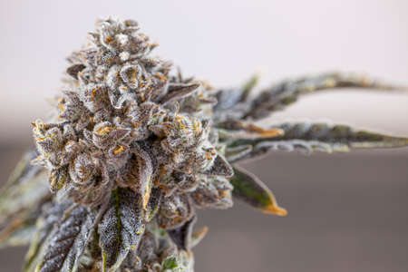 Organic Cannabis Flowering Bud Closeup Macro Herbal Medicineの写真素材