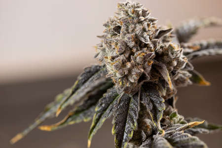 Close Up of Freshly Harvested Cannabis Marijuana Plant Budの写真素材