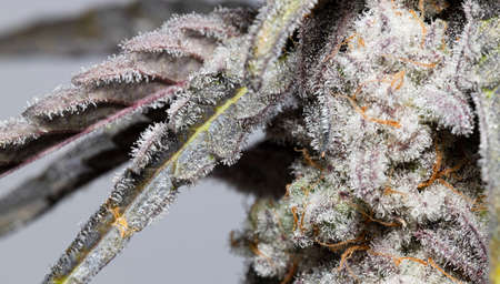 Chronic Crystals Cannabis Sativa Recreational Medical Marijuanaの写真素材