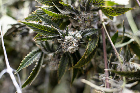 Recreational Cannabis Flowering Plants Close Up Trichome White Crystalsの写真素材