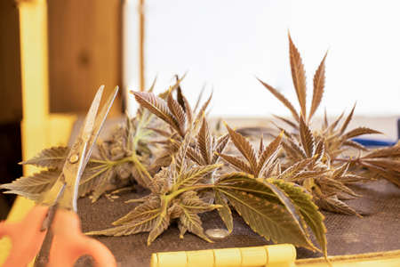 Cutting Flowering Cannabis Plants at Harvest Time With Scissorsの写真素材