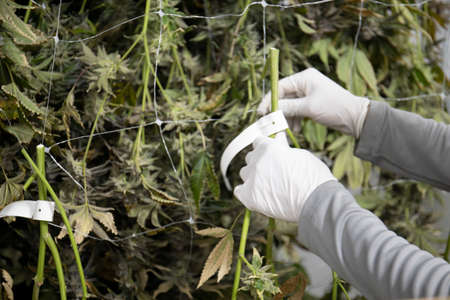 Gardener Drying and Curing Cannabis Plants Branches Hanging on Wire Recreational Marijuana Garden Indoorsの写真素材