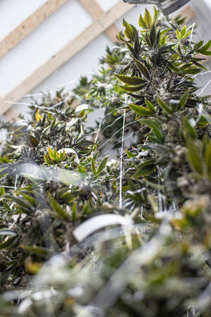 Abstract Vertical Shot Cannabis Plants Growing Indoors Green House Tall Flowering Leaves Budsの写真素材