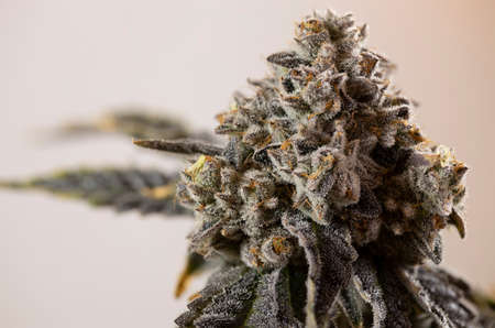 Cannabis Plant Close Up Marijuana Blossom Flower Growing Light Orange Backgroundの写真素材