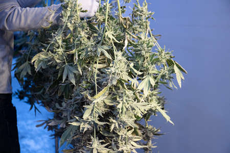 Farmer Holding Freshly Cut Cannabis Plant Bush Harvest For Commercial Medical Marijuana Operationの写真素材