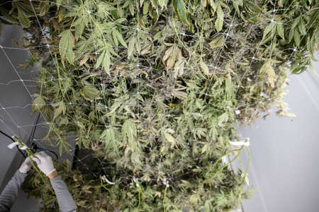 Farmer Hangs Hybrid Organic Cannabis Indica Sativa Pot Plants to Dry Commericial Production Indoor Warehouse Recreational Marijuanaの写真素材