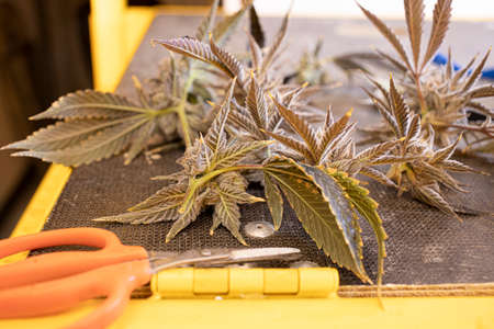 Cannabis Gardening Tools Crop Cutting Plant Buds With Scissorsの写真素材