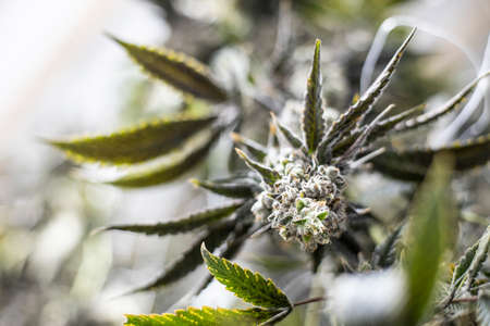 Cannabis Plant Top Bud Flowering Shallow Depth of Field Background Texture Marijuana Leafの写真素材