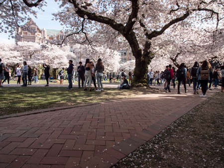 Seattle, Washington/USA - April 1, 2019: University of Washington Campus People Enjoying Cherry Blossoms Trees In Bloom UW Quadのeditorial素材