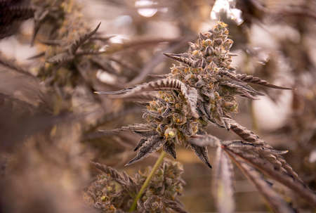 Growing Best Cannabis Plant Flowering Bud Photo Marijuana Amazing Colorの写真素材