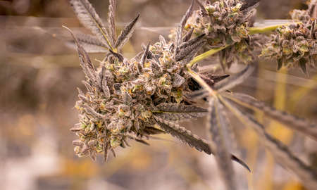 Cannabis Cola Female Plant Bud Vibrant Orange Hairs Crystal Trichome Resin Oozing THC and CBD Cannabinoidsの写真素材