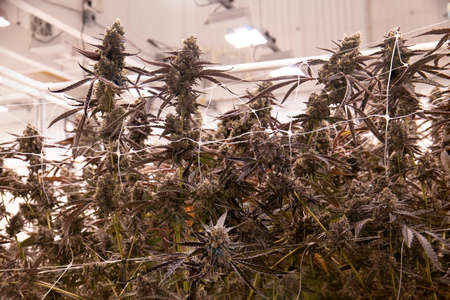 Commercial Cannabis Grow Operation Indoorsの写真素材