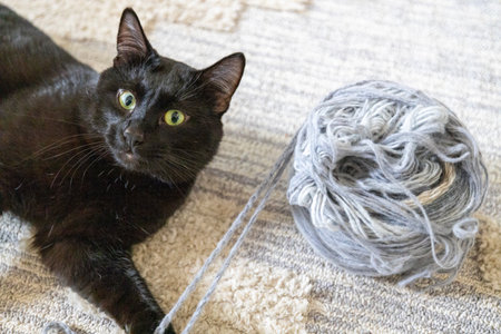 Mischievous Cat Grasping a Strand of Yarn with a Guilty Expression on Its Faceの写真素材