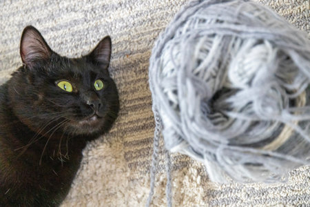 Mischievous Feline Plotting- Yarn-Obsessed Black Cat Contemplates Its Next Moveの写真素材
