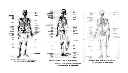 3 Views of the human skeleton, full frontal , lateral and rear, from out of print book, Human anatomy for art students by Sir Alfred Downing Fripp, Ralph Thompson, Harry Dixon - 1911 3 Views of the human skeleton, full frontal , lateral and rear, from out of print book, Human anatomy for art students by Sir Alfred Downing Fripp, Ralph Thompson, Harry Dixon - 1911