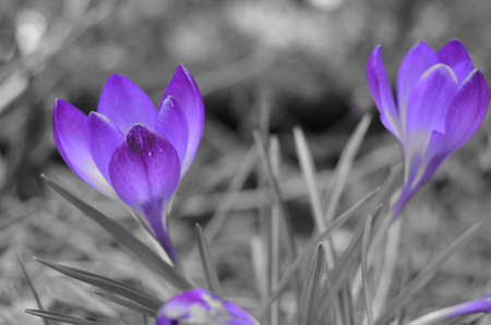 Flowers of Crocus sativus