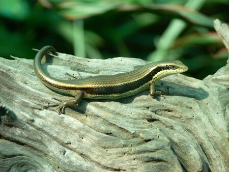 thailand coal skink(Scincidae)の写真素材