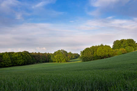 green field 2