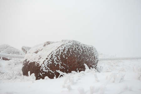 snowed stoneの写真素材