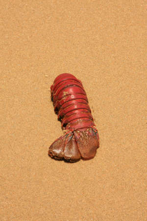 Lobster Tail on the Beachの写真素材