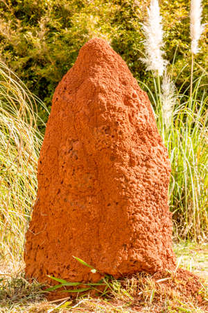 Giant Termite Mound as Found in Brazil