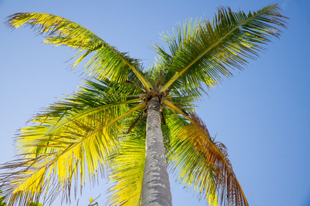 View of a Coconut Tree from underneath looking up at the skyの写真素材
