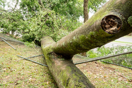 A large Tree that fell over during a Thunderstorm with Gale Force Winds at Parque Olhos DâAgua Brasiliaの写真素材