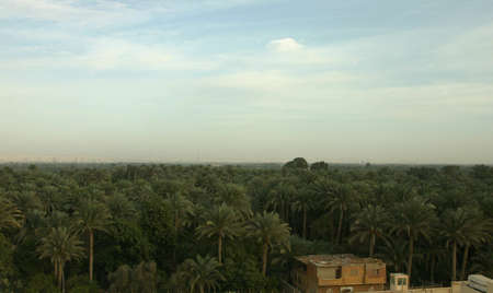 Date Palms Growing near the Nile River outside of Cairo Egypt