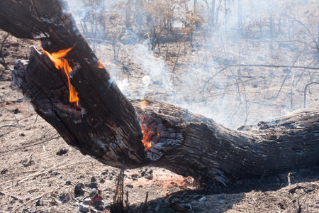 The Charred remains of a brush fire possibly arson near the Karriri-Xoco and Tuxa Indian Reservation in the Northwest section of Brasilia, Brazilの写真素材