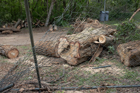 A tree that was uprooted and fell down during a windstorm in Olhos de agua park in Brasilia, and was sawed up to be removedの写真素材