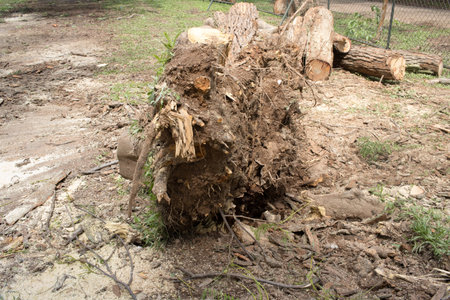 A tree that was uprooted and fell down during a windstorm in Olhos de agua park in Brasilia, and was sawed up to be removedの写真素材