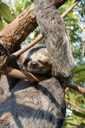 Sloth hanging from a tree in the Amazon Rain forest in Amazonia, Brazilの写真素材