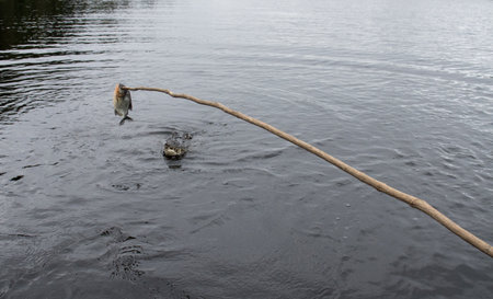 Gators in the wild of the wetlands or swamplandâs known as the Pantanal in Mato Grosso, Brazilの写真素材