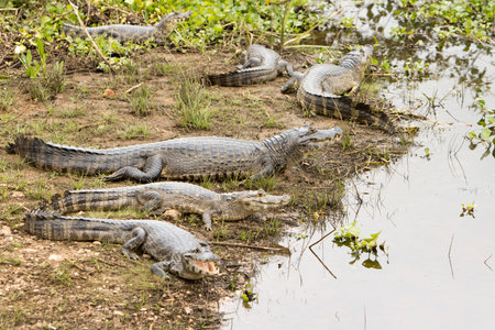 Gators in the wild of the wetlands or swamplandâs known as the Pantanal in Mato Grosso, Brazilの写真素材