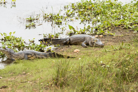 Gators in the wild of the wetlands or swamplandâs known as the Pantanal in Mato Grosso, Brazilの写真素材