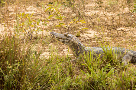 Gators in the wild of the wetlands or swamplandâs known as the Pantanal in Mato Grosso, Brazilの写真素材