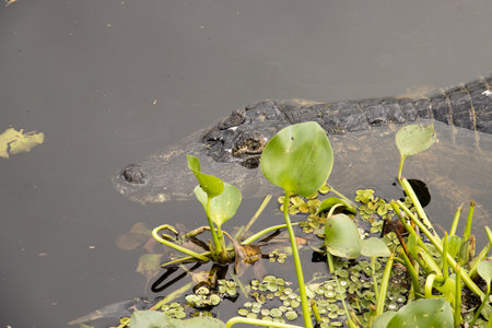 Gators in the wild of the wetlands or swamplandâs known as the Pantanal in Mato Grosso, Brazilの写真素材