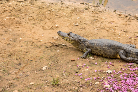 Gators in the wild of the wetlands or swamplandâs known as the Pantanal in Mato Grosso, Brazilの写真素材