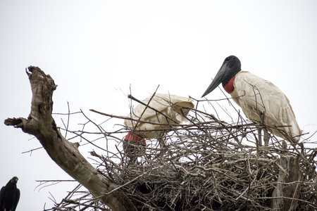 The tuiuiu stork or jabiru stork up in her nest in the Pantanal region of Brazilの写真素材