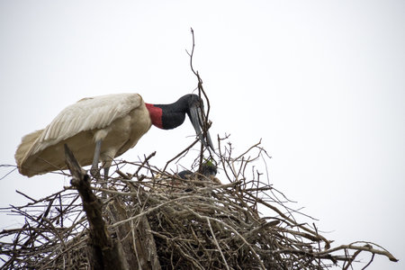 The tuiuiu stork or jabiru stork up in her nest in the Pantanal region of Brazilの写真素材