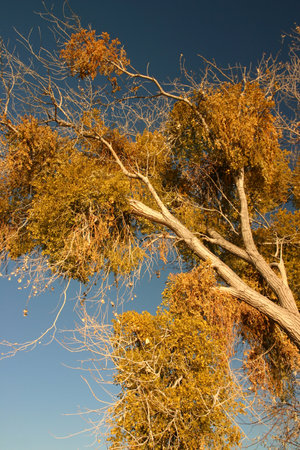 A Cottonwood tree with leaves starting to turn that can be found in the Desert Southwest of the USの写真素材
