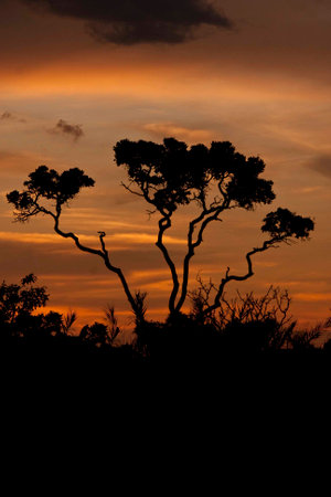Beautiful and colorful sunset on the Savannas or Cerrados of Brazil with tree silhouettedの写真素材