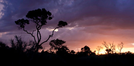Beautiful and colorful sunset on the Savannas or Cerrados of Brazil with tree silhouettedの写真素材
