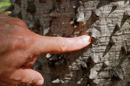Man Pointing out the thorns on the the Anigic Tree also known as the Floss silk that are found throughout the Savannas or Cerrados of Brazilの写真素材
