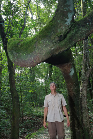 Biologist inspecting the crooked tree trunk of the Anigic Tree also known as the Floss silk that is found throughout the Savannas or Cerrados of Brazilの写真素材