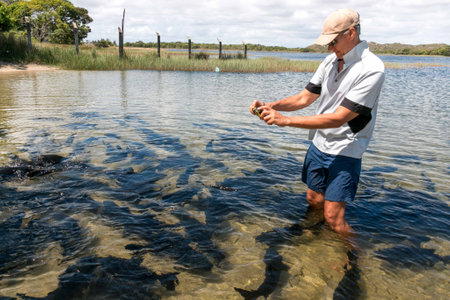 Man taking pictures of a bunch fish swimming around him in a river in Brazilの写真素材